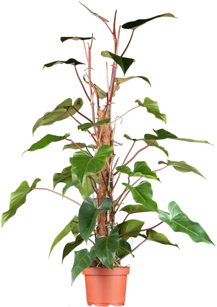 Philodendron Red Emerald, Philodendron 'Red Emerald' - Bellaflora