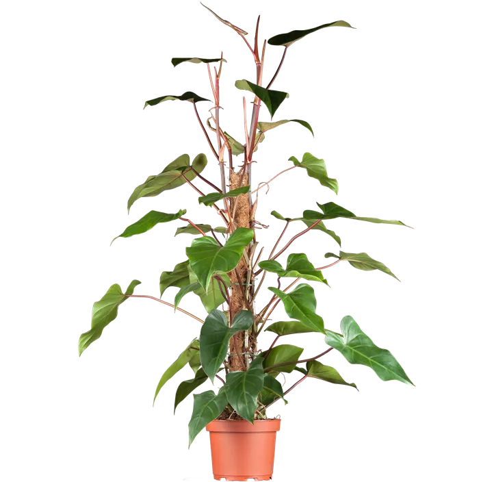 Philodendron 'Red Emerald'