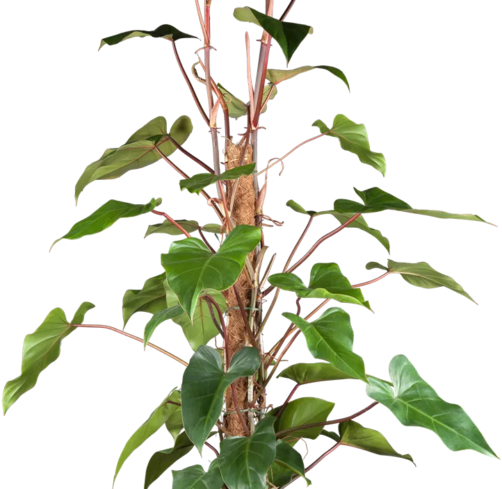 Philodendron 'Red Emerald'