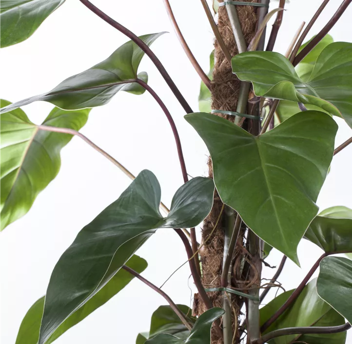 Philodendron 'Red Emerald'
