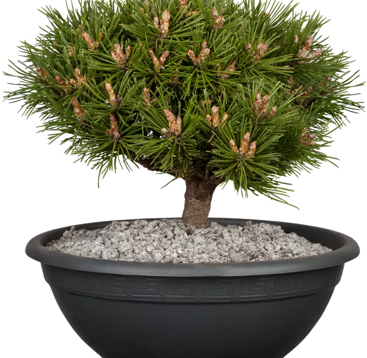 Berg-Kiefer 'Benjamin' Berg-Kiefer 'Benjamin'