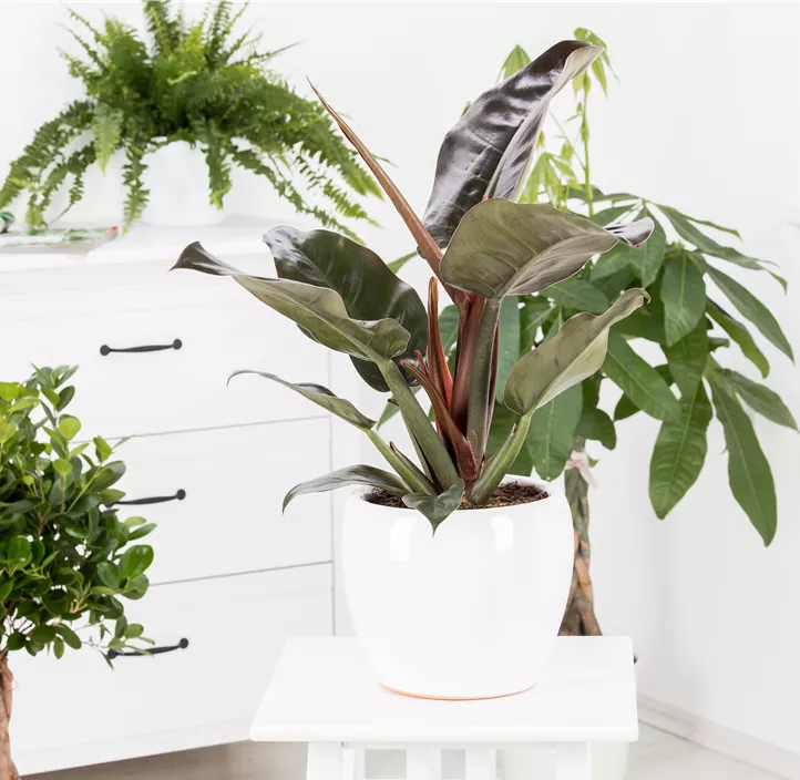 Philodendron 'Red Emerald'
