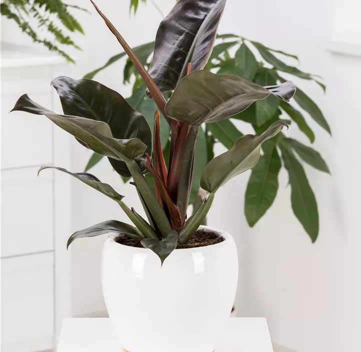 Philodendron 'Red Emerald'