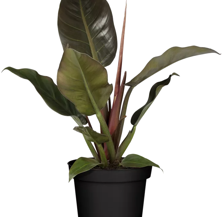 Philodendron 'Red Emerald'