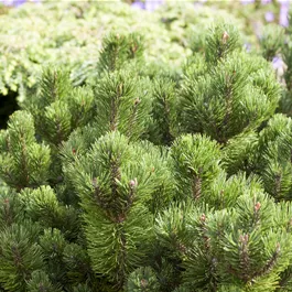 Pinus mugo Jacobsen