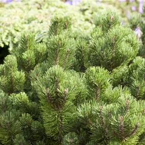 Pinus mugo Jacobsen