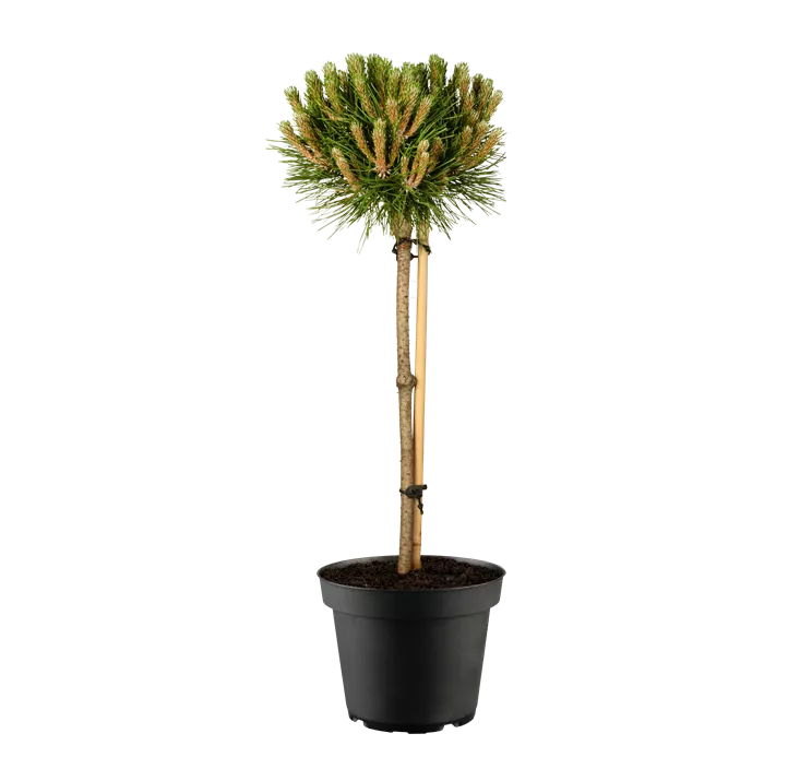 Schwarzkiefer 'Bambino'®