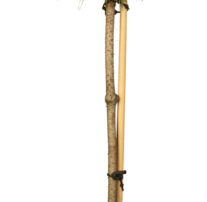 Schwarzkiefer 'Bambino'®