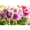 bellaflora Gartencenter GmbH