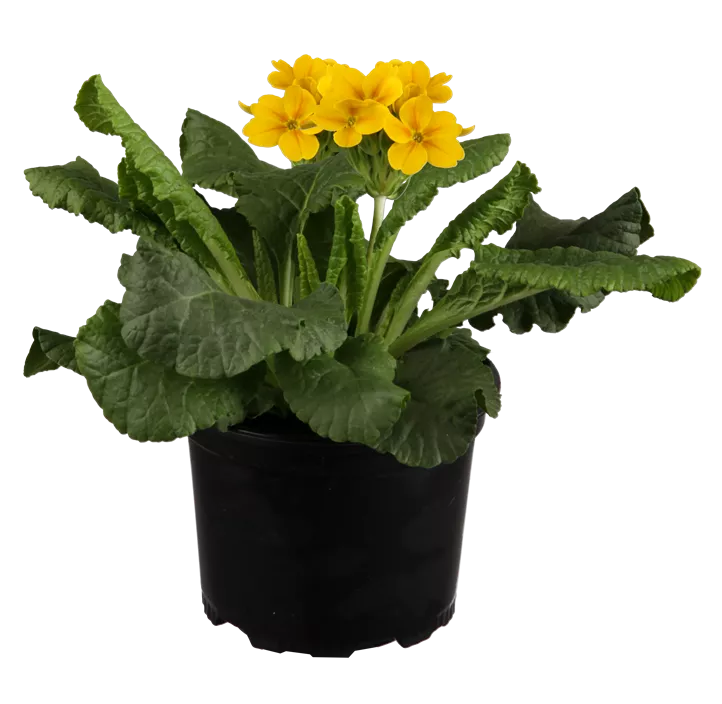 Hohe Schlüsselblume