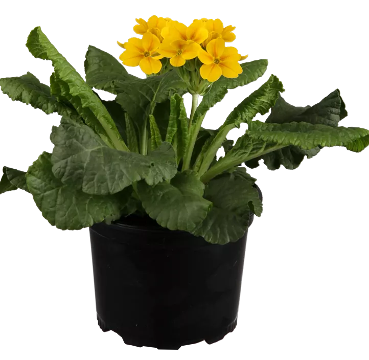 Hohe Schlüsselblume