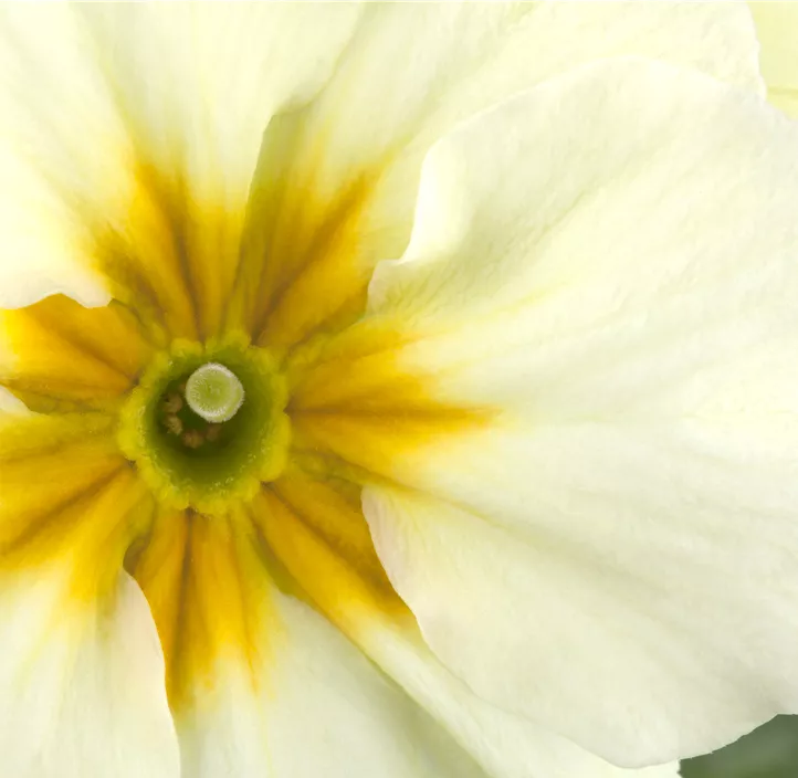 Hohe Schlüsselblume