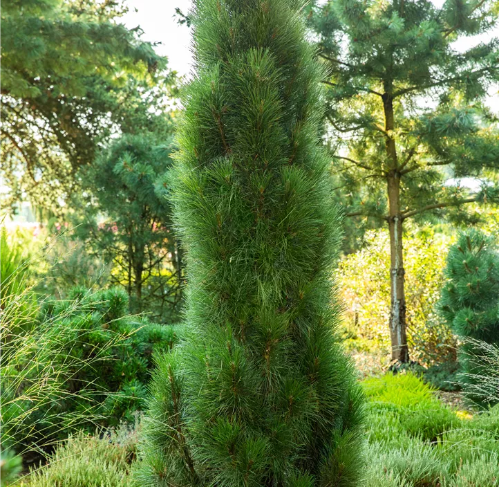 Schwarzkiefer 'Green Tower'