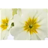 bellaflora Gartencenter GmbH