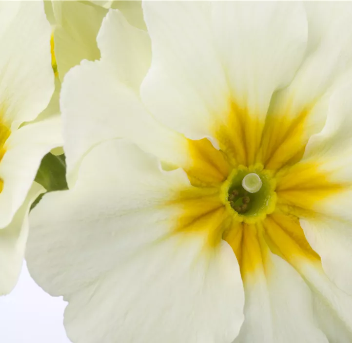 Hohe Schlüsselblume