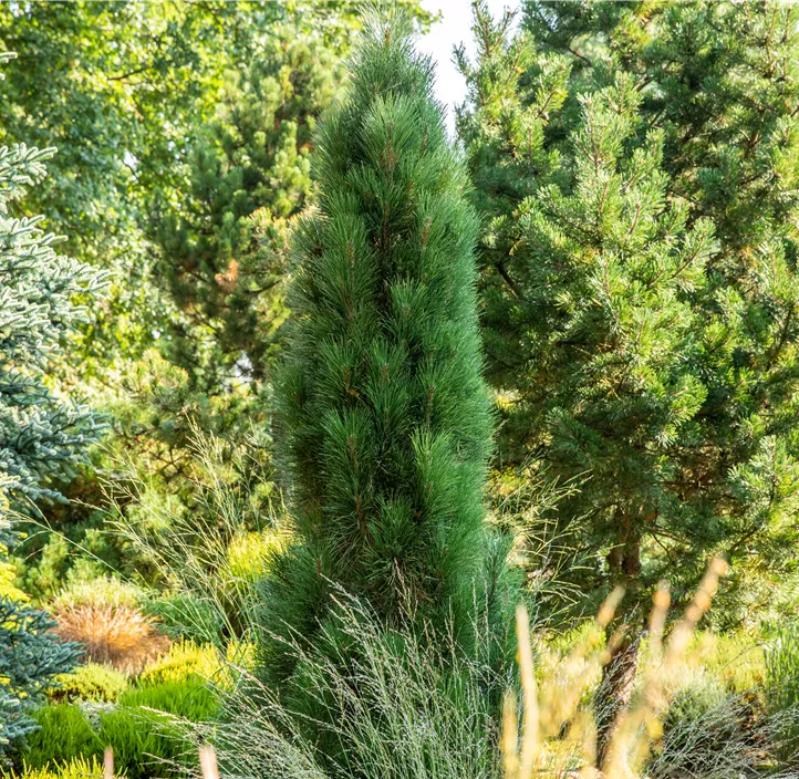 Schwarzkiefer 'Green Tower'