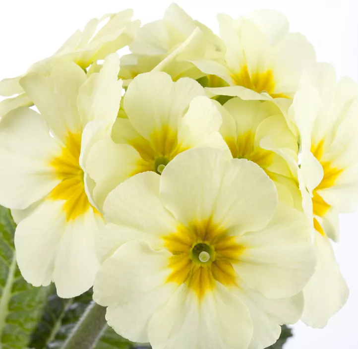 Hohe Schlüsselblume