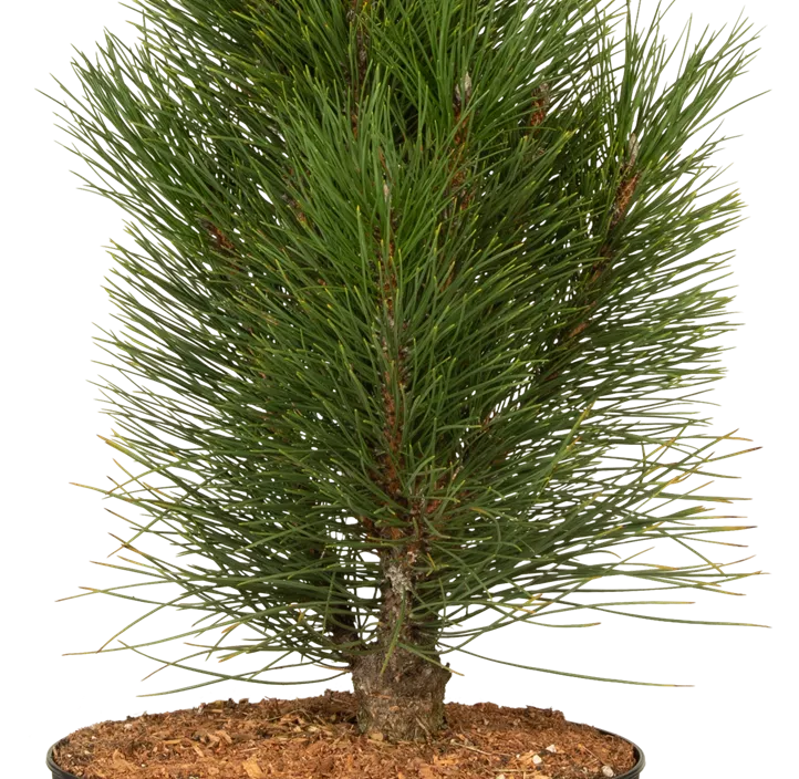 Schwarzkiefer 'Green Tower'