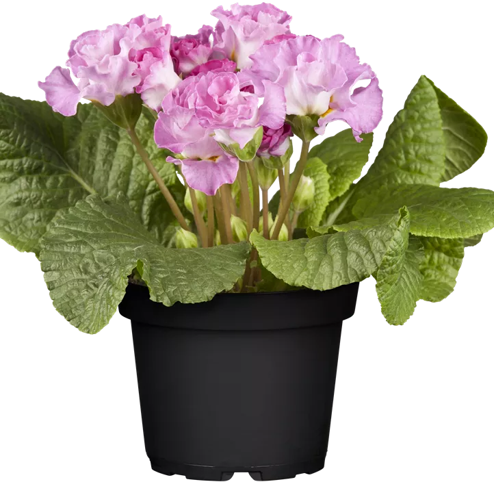 Hohe Schlüsselblume