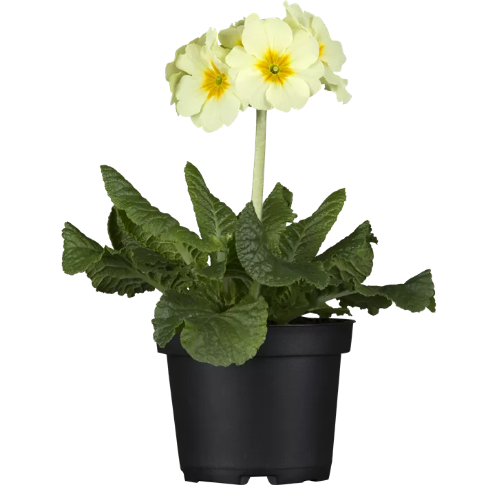 Hohe Schlüsselblume