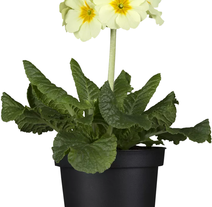 Hohe Schlüsselblume