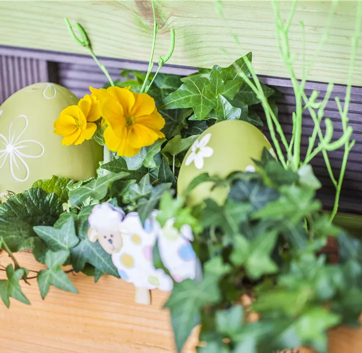Hohe Schlüsselblume