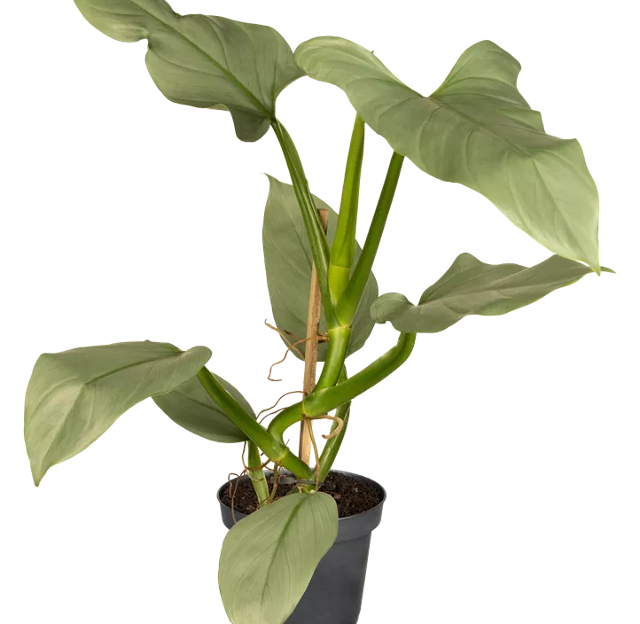 Philodendron 'Silver Queen' Philodendron 'Silver Queen'