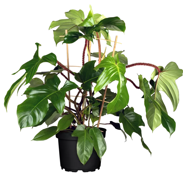 Philodendron Philodendron