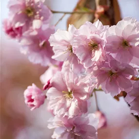 Prunus 'Accolade'