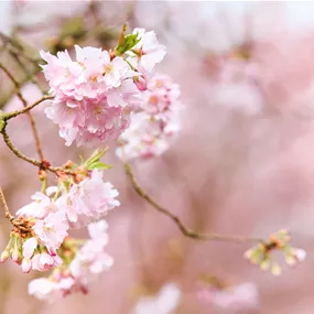 Prunus 'Accolade' F, 35 Liter Topf