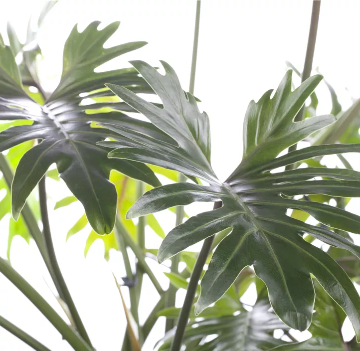Philodendron 'Xanadu'