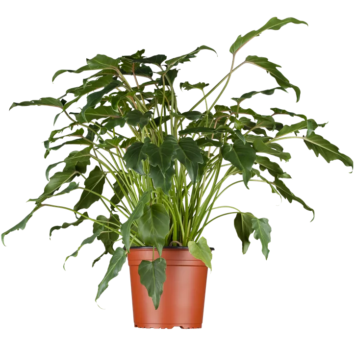 Philodendron 'Xanadu'