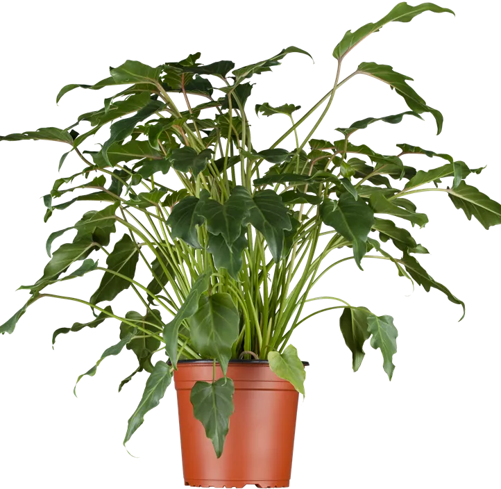 Philodendron 'Xanadu'