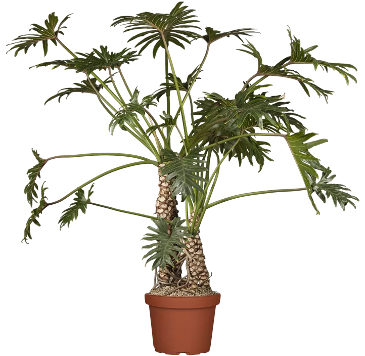 Philodendron 'Xanadu'