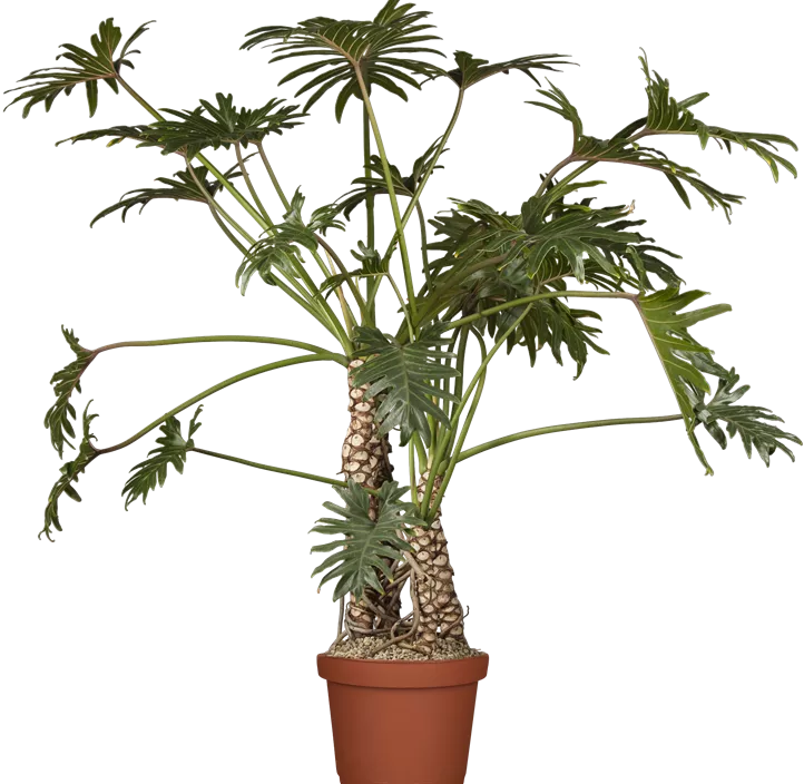 Philodendron 'Xanadu'