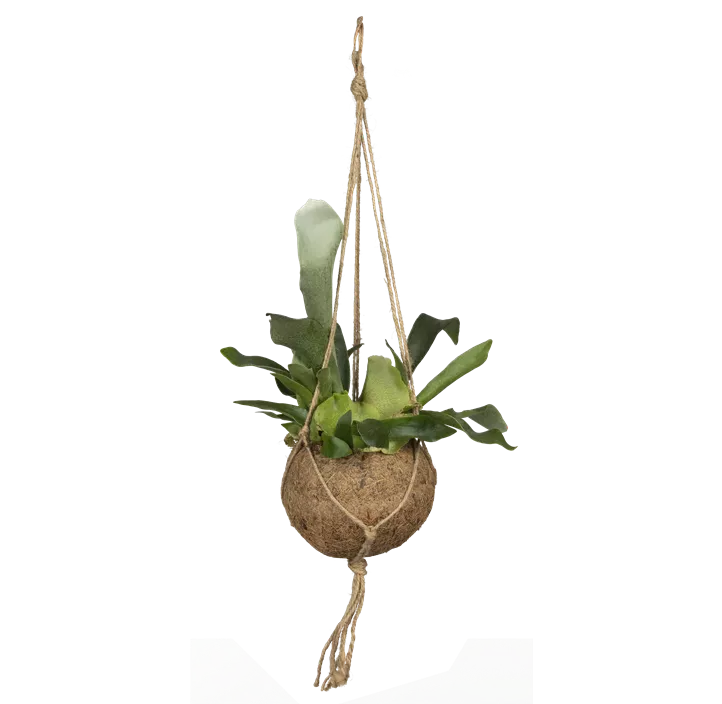 Geweihfarn