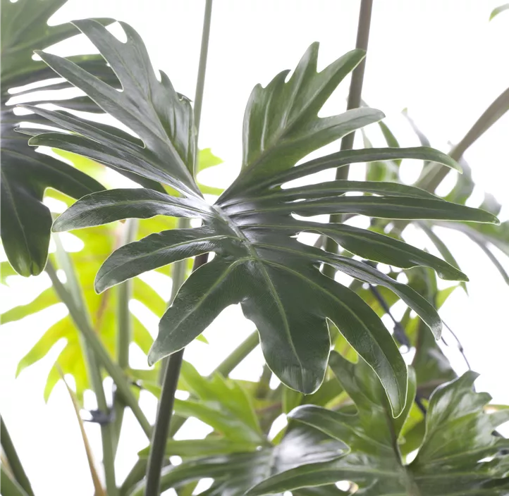 Philodendron 'Xanadu'
