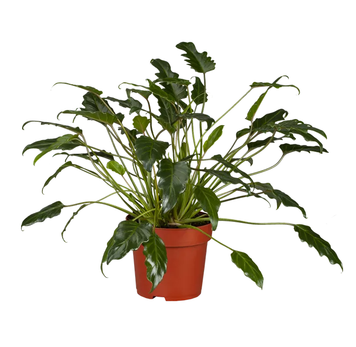 Philodendron 'Xanadu'