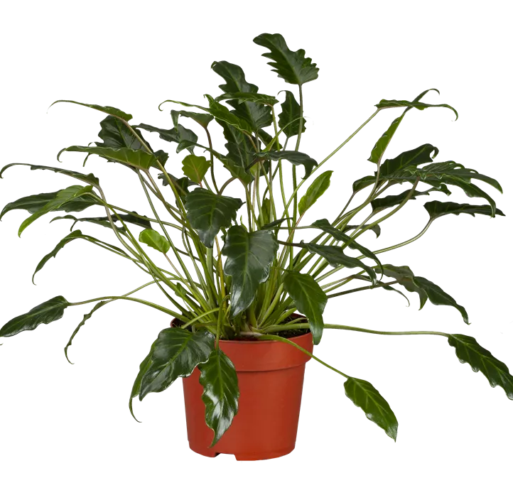 Philodendron 'Xanadu'