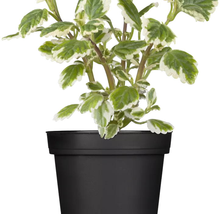 Mottenkönig Mottenkönig