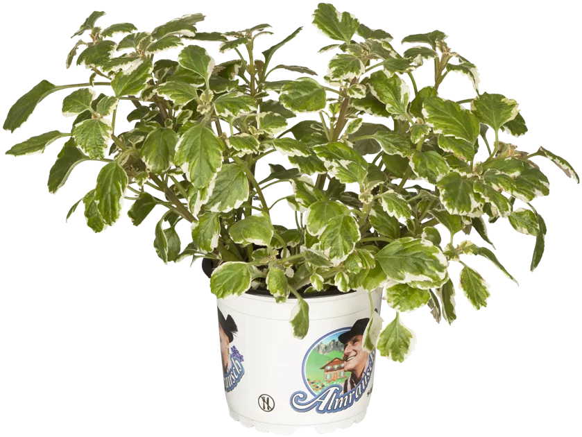 zimmerpflanze mit langen ranken Epipremnum Aureum main image 0