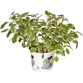 Plectranthus coleoides