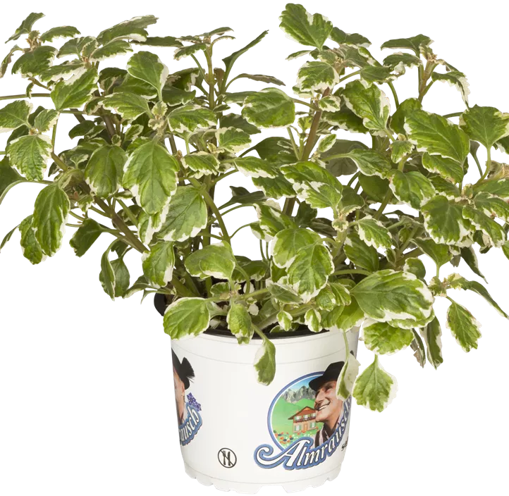 Mottenkönig Mottenkönig