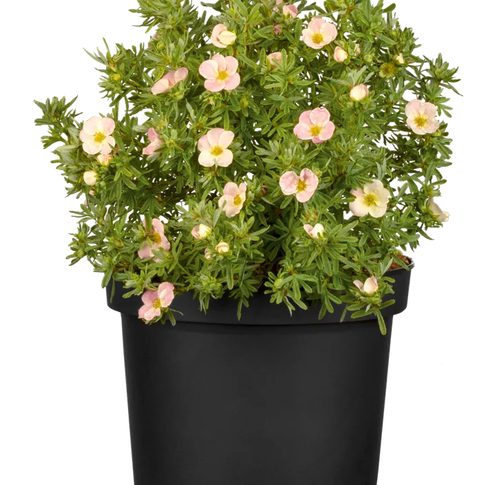 Fingerstrauch 'Bellissima' Fingerstrauch 'Bellissima'