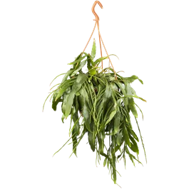 Pseudorhipsalis ramulosa