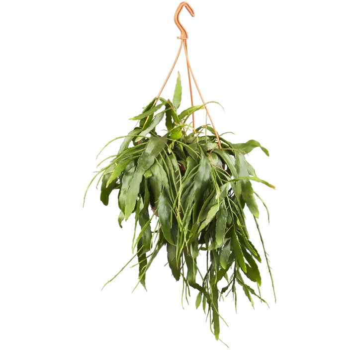 Disocactus
