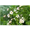 bellaflora Gartencenter GmbH