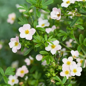 Potentilla fruticosa Lovely Pink Potentilla fruticosa Lovely Pink