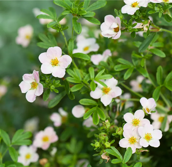 Fingerstrauch 'Lovely Pink'®