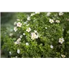 bellaflora Gartencenter GmbH